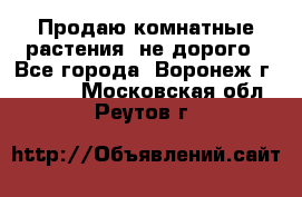 Продаю комнатные растения  не дорого - Все города, Воронеж г.  »    . Московская обл.,Реутов г.